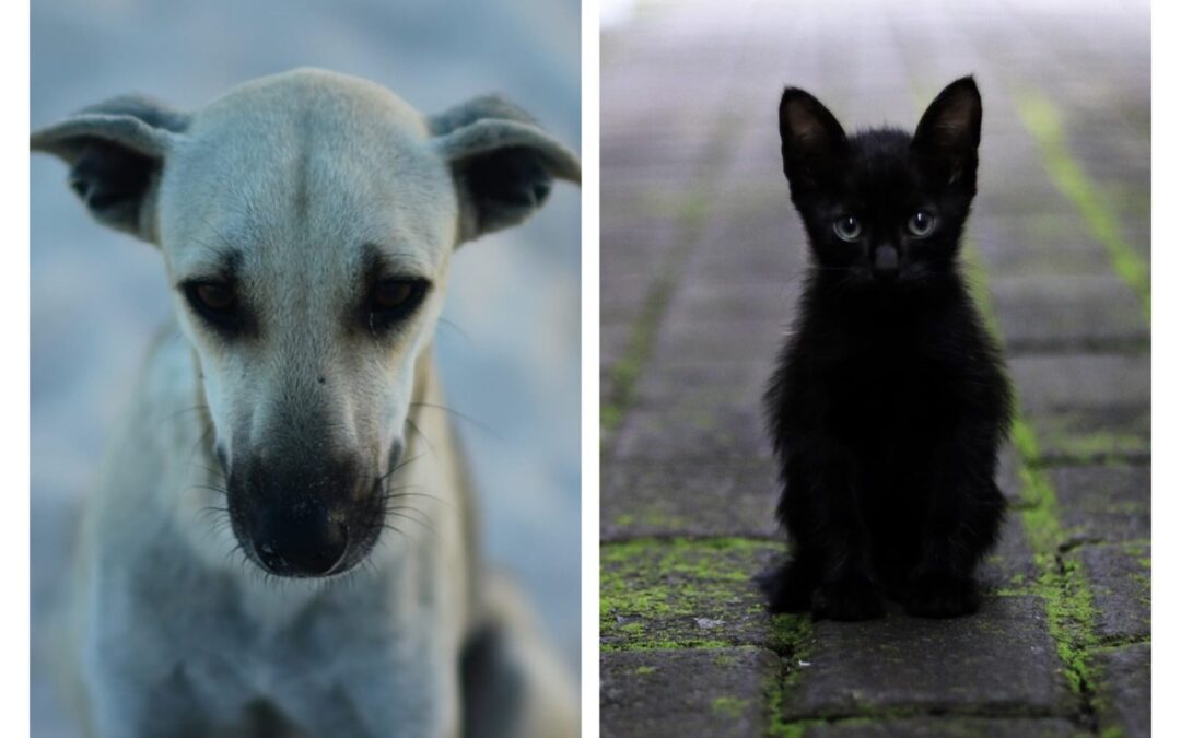 Ome (BS) – Cane e gatto massacrati nei boschi