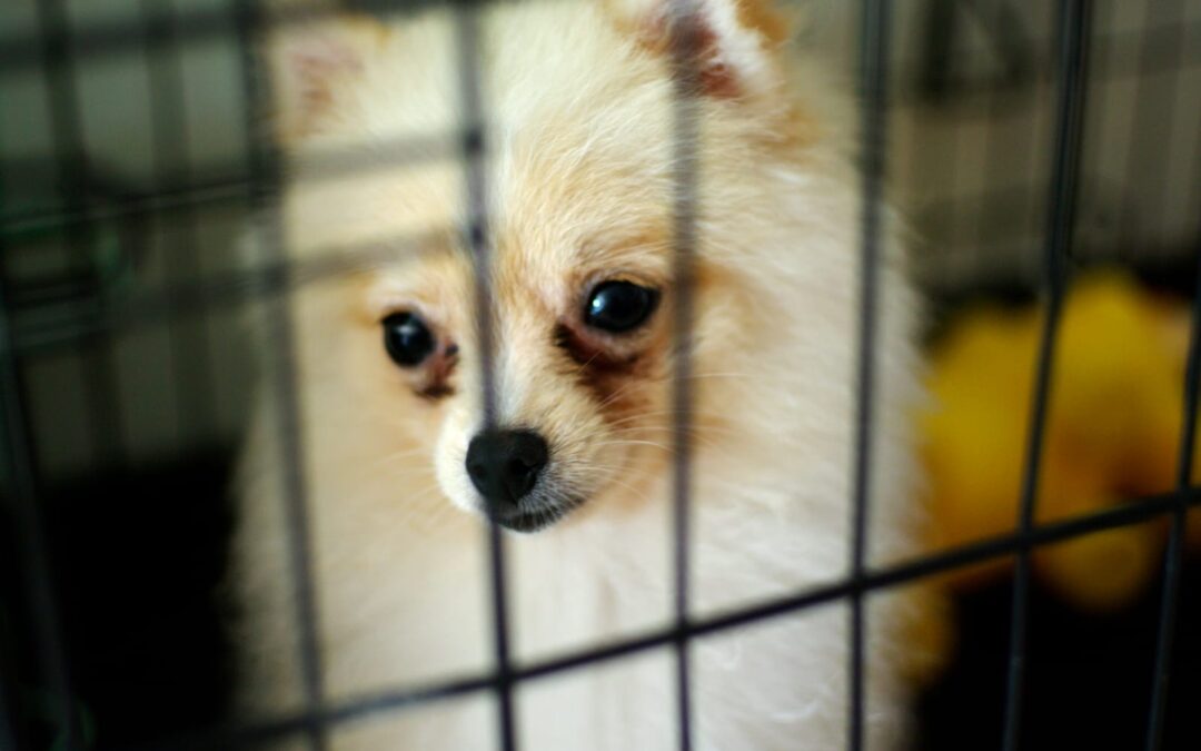Traffico di cuccioli – Solo in UE circa 46mila