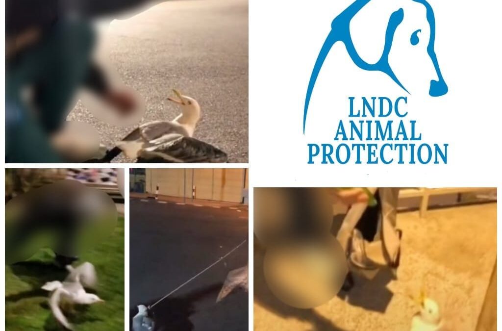 Imperia – Gabbiano torturato da giovani