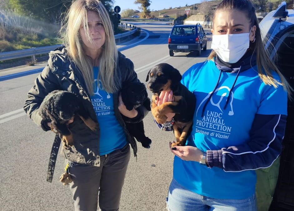 Licodia Eubea (CT) – LNDC salva cani dopo lassismo del Comune