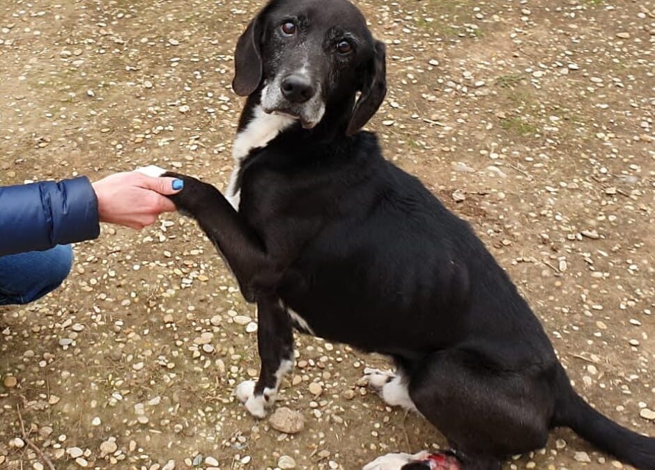 LNDC Ostia lancia appello: “Cerchiamo casa per Hundley, ha il megaesofago e non può vivere in canile”