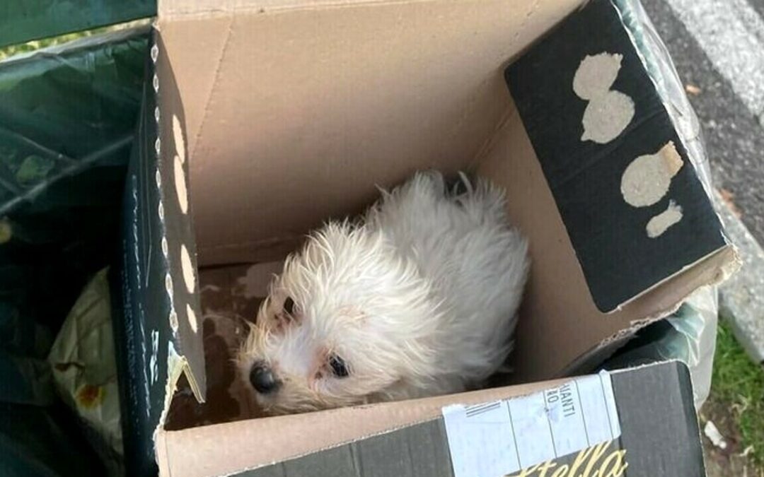 Cesano Maderno (MB) – Cucciola morta dopo essere stata buttata tra i rifiuti