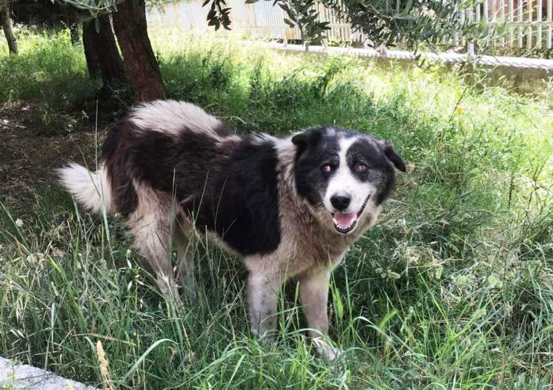 Archiviata la denuncia per la morte di Cucciolone a Castel Madama. Delusione di LNDC