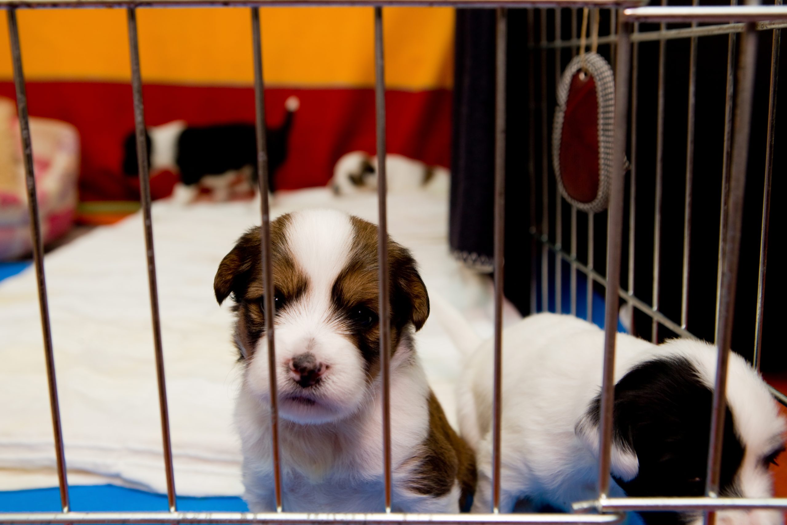 Grosseto – LNDC parte civile contro allevamento lager