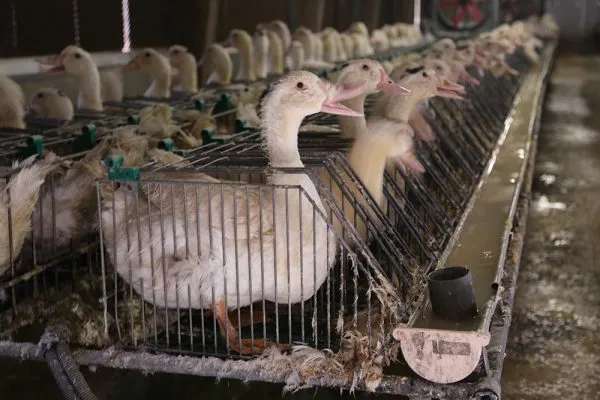 Forza Italia dice sì al foie gras