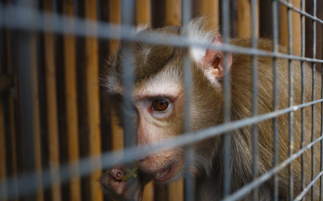 Il dolore alla base del successo di Elon Musk