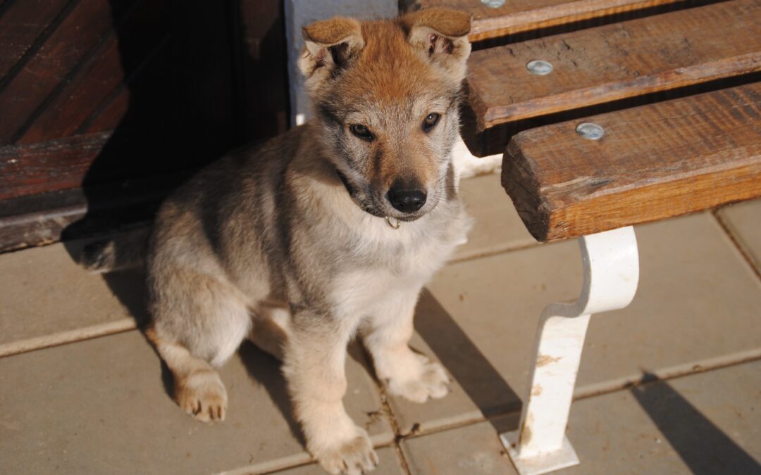 Cavriglia (AR), LNDC denuncia l’uomo che ha picchiato la cucciola Zara