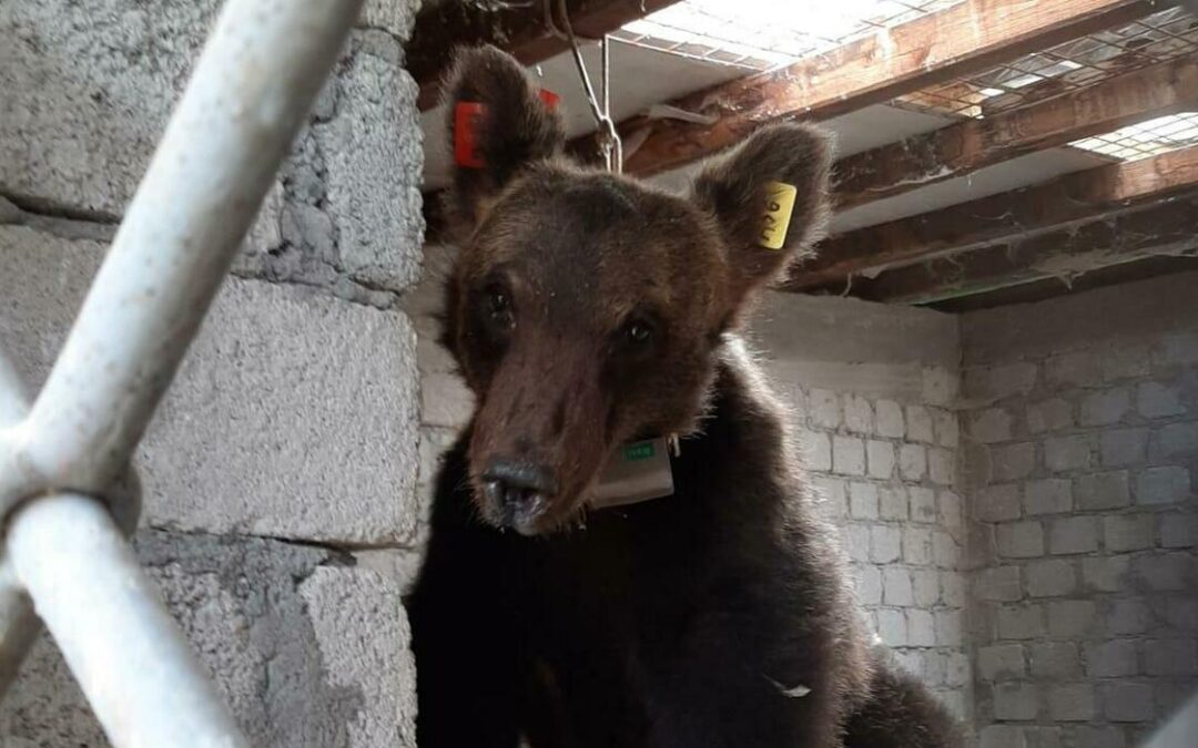 Roccaraso (AQ) – Juan Carrito deve tornare in libertà al più presto