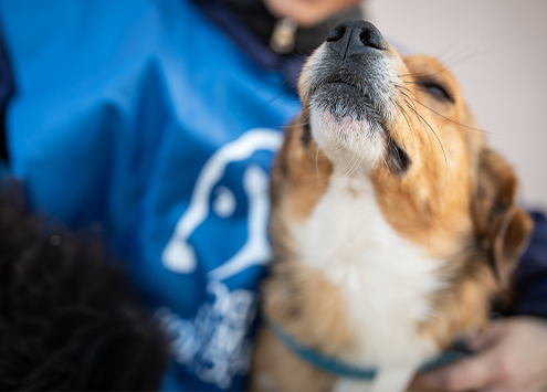 LNDC e OWAP chiedono alla Russia di aprire corridoi umanitari per animali in fin di vita