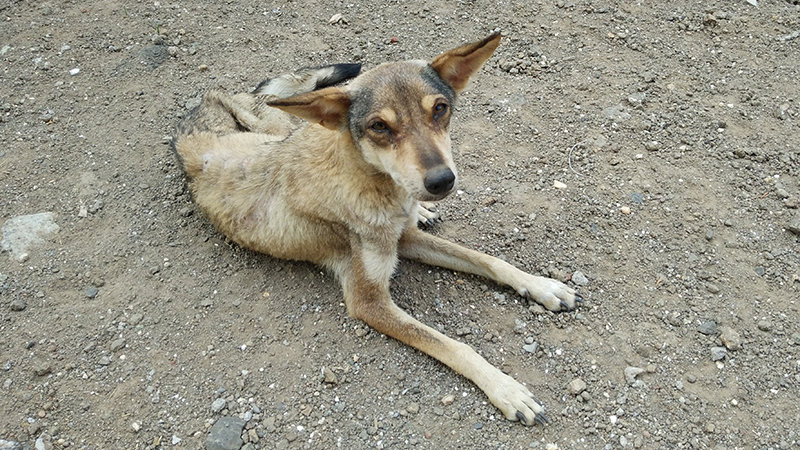 Ucraina – LNDC lancia petizione al Ministero