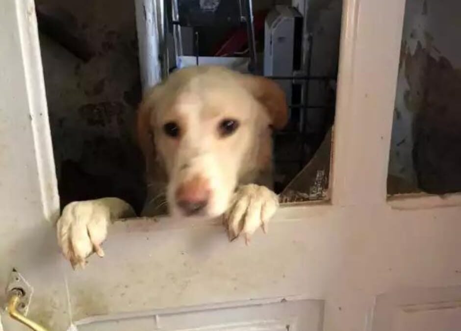 Valmacca (AL) – Demetra sequestrata per maltrattamenti e affidata a LNDC