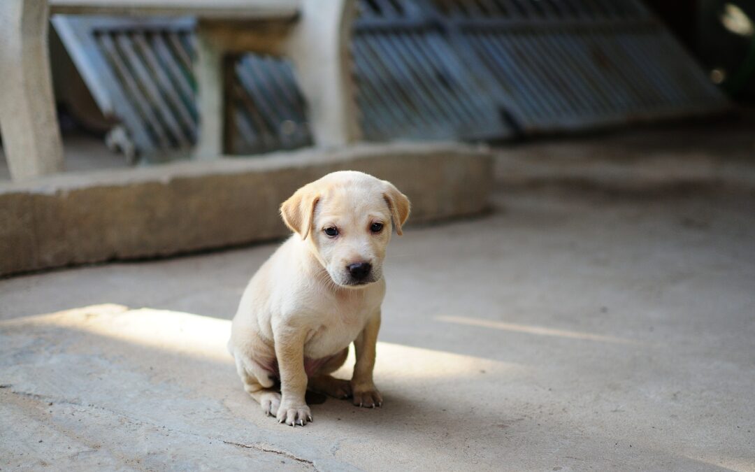 Castel Volturno (CE) – 7 cuccioli abbandonati, il colpevole denunciato da LNDC