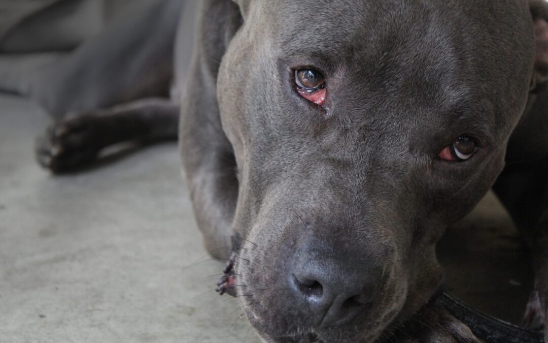 Amatrice (RI) – Pitbull a catena e cuccioli morti. Un denunciato