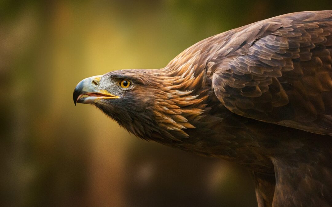 Soraga di Fassa (TN) – Aquila avvelenata dal piombo