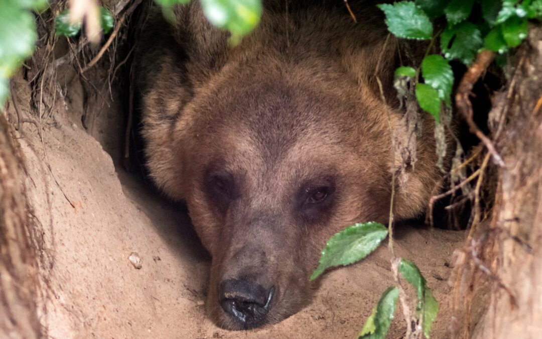 Gestione degli orsi: il Consiglio di Stato boccia definitivamente Provincia Autonoma di Trento