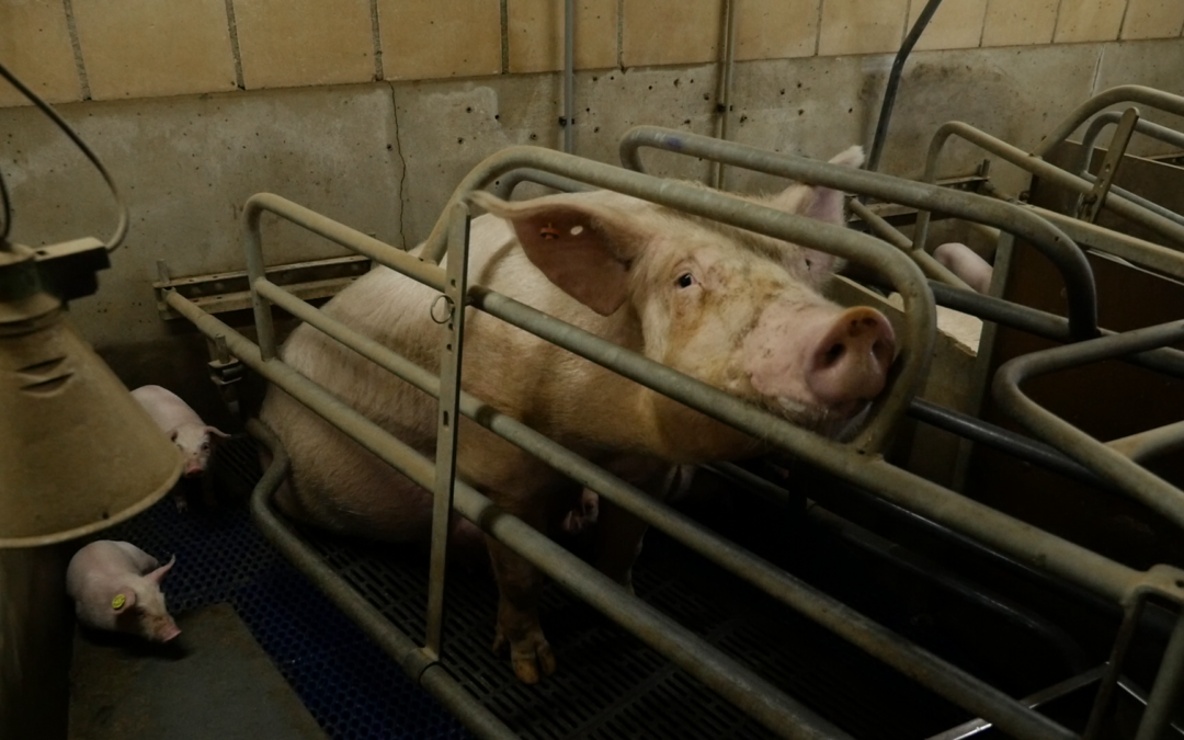 Appello organizzazioni: l’Italia si schieri accanto all’Europa contro le gabbie