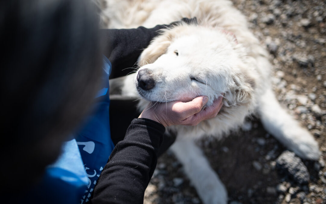 LNDC scrive al Consolato russo
