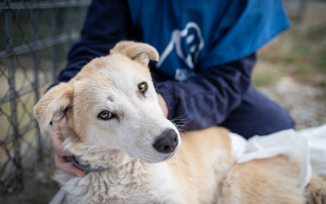 Ucraina – Ministero Salute vieta ingressi in Italia di cani e gatti da rifugi e randagi