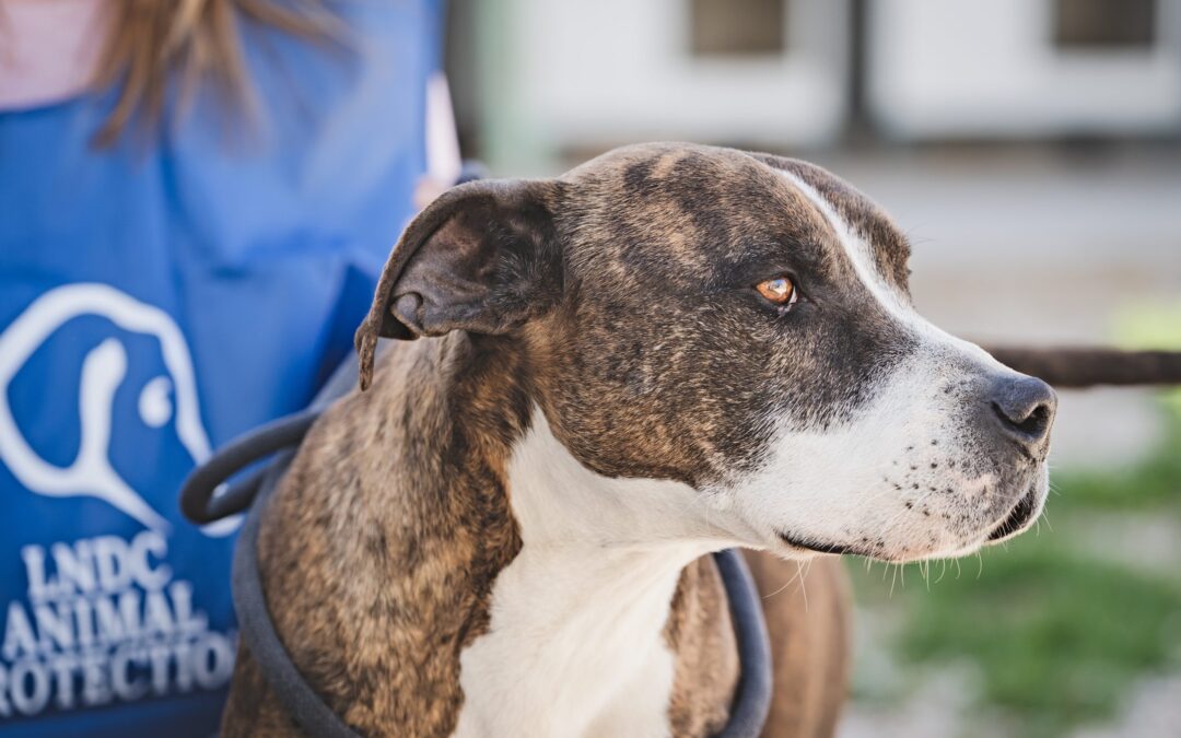 Canicattì (AG) – combattimento tra pitbull