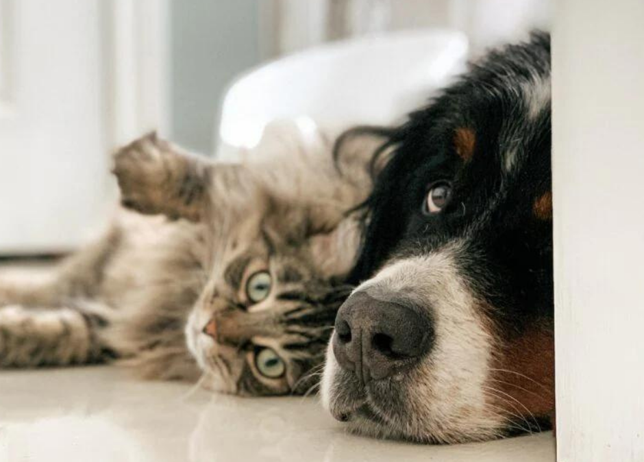 Roma – Animali abbandonati in casa con utenze staccate. LNDC denuncia la donna: “Questa incuria è reato”