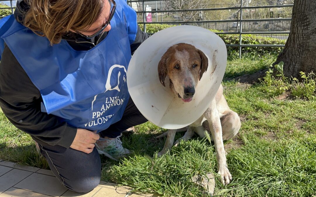 Roma – LNDC Animal Protection chiede al Comune un tavolo per risolvere i problemi dei rifugi comunali