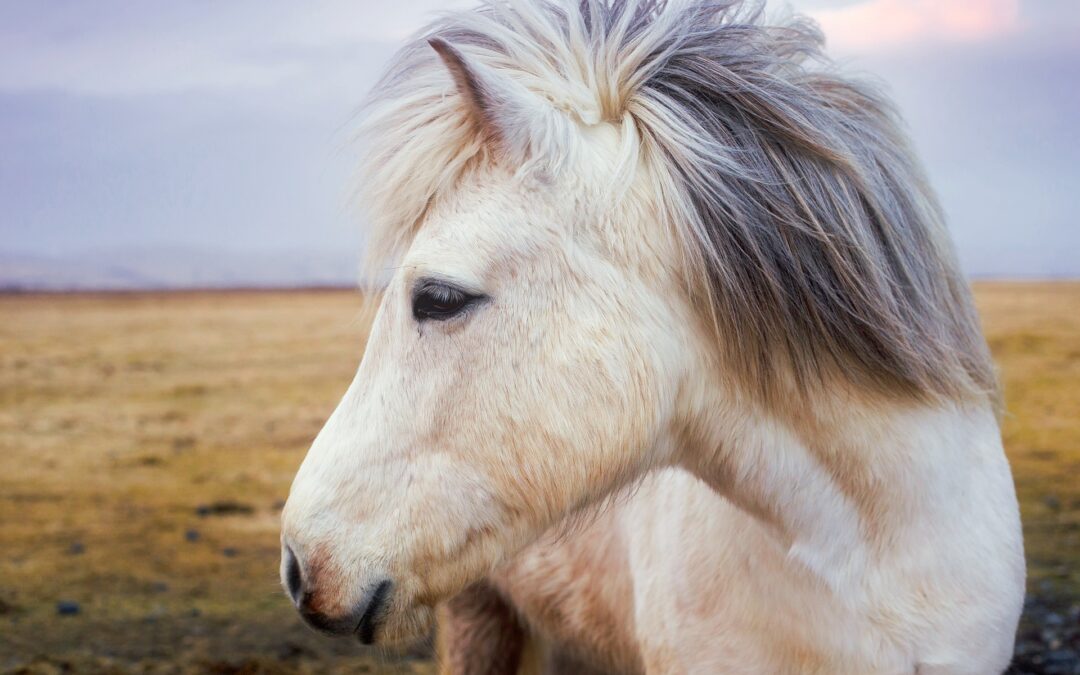 Acate (RG) – Pony trascinata da auto: LNDC denuncia