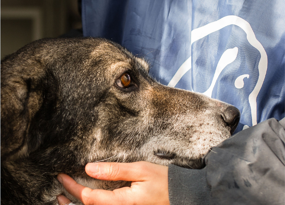 Rudy Zerbi voce della campagna 5X1000 di LNDC