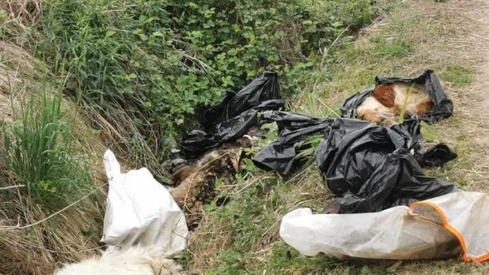 Vercelli – Cani morti buttati in un fosso