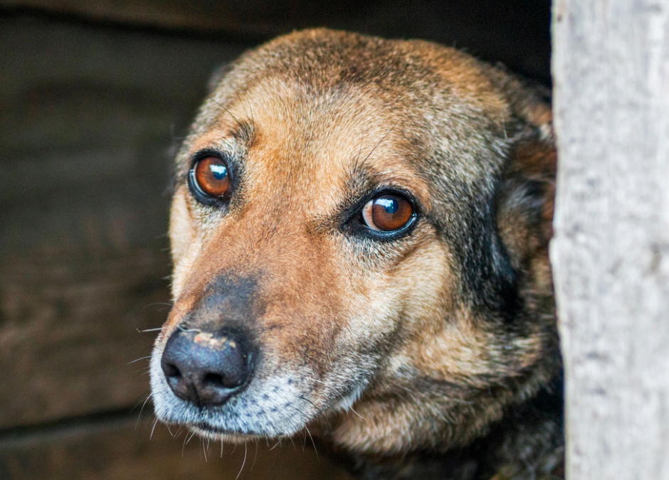 Cesano Maderno (MB) – Condannato per aver lasciato morire di fame il cane