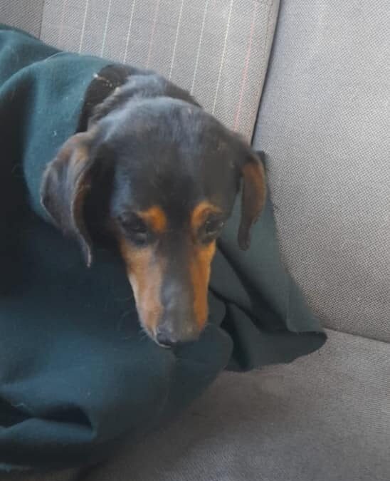 Taviano (LE) – Cane lanciato da cavalcavia