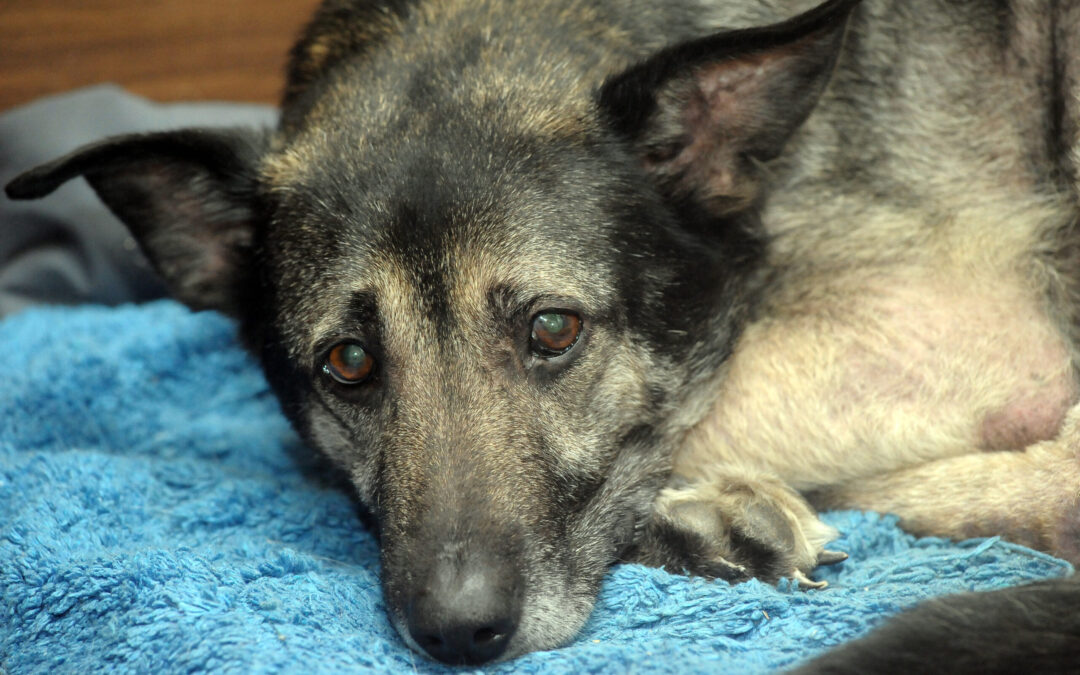 Genova – Ritrovati cani morti in appartamento abbandonato