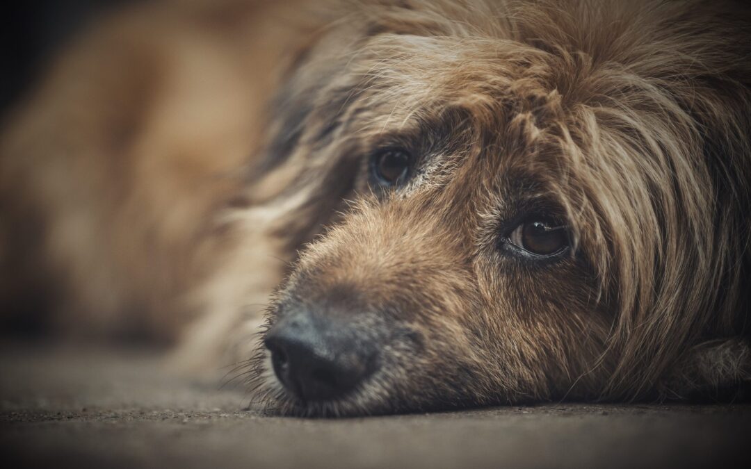 Alba Adriatica (TE) – Uccide il cane e lo seppellisce. LNDC denuncia