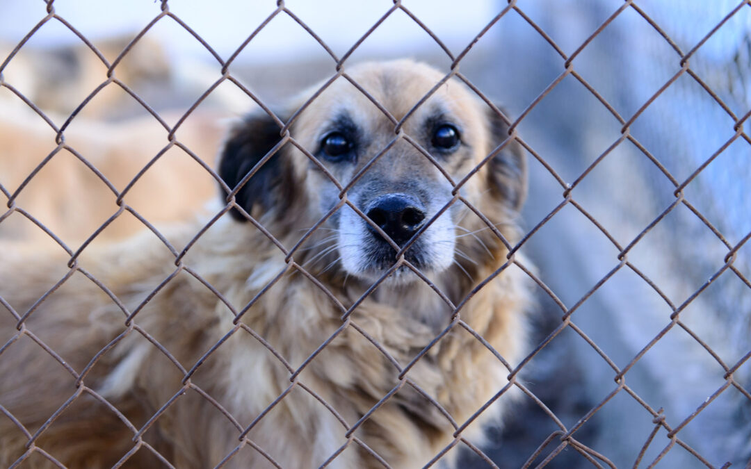 Reggio Calabria – Cani maltrattati