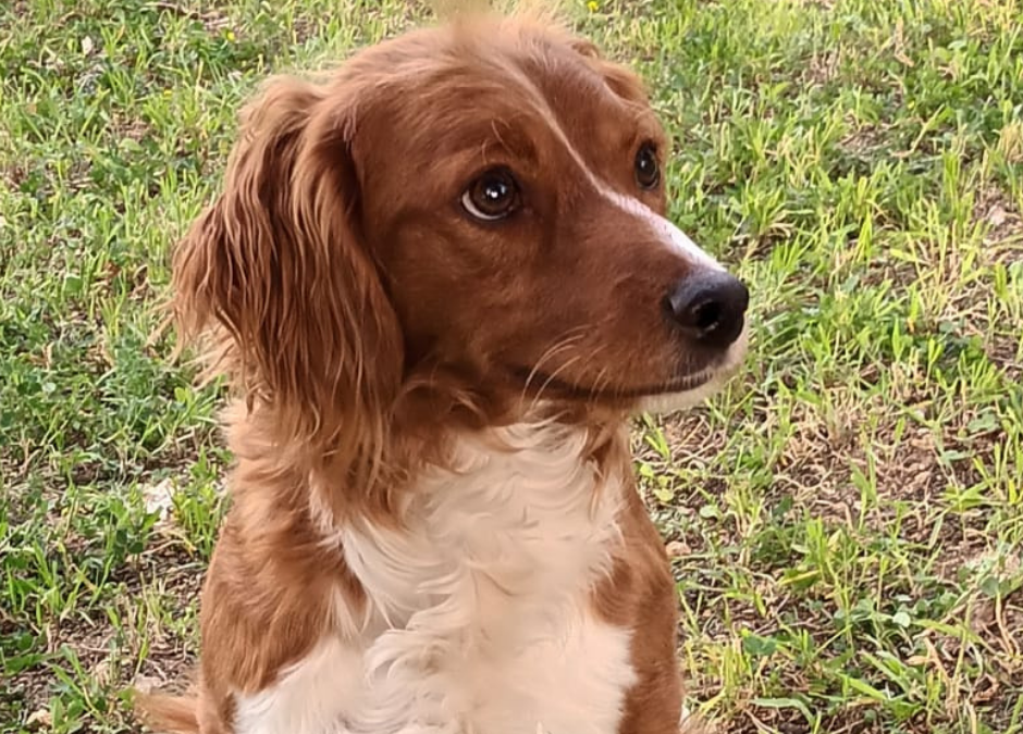 Andria (BAT) – Ginetta ha bisogno di una casa e tanto amore