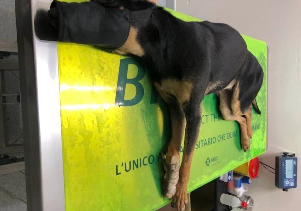 Adelfia (BA) – Cane investito, assenza totale delle istituzioni preposte