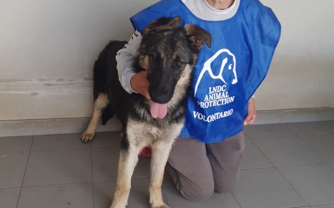 Portoscuso (CI) – Cucciolone salvato dal mare.