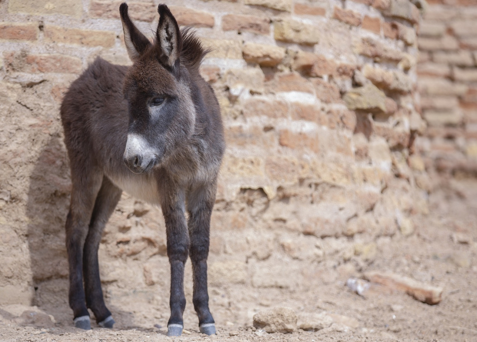 Pozzomaggiore (SS) – Asinello maltrattato. LNDC denuncia