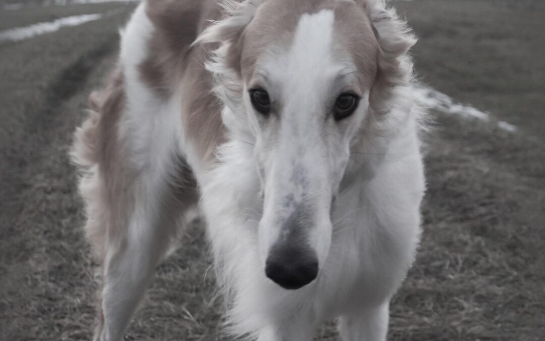 Maserada sul Piave (TV) – LNDC contro il cinodromo