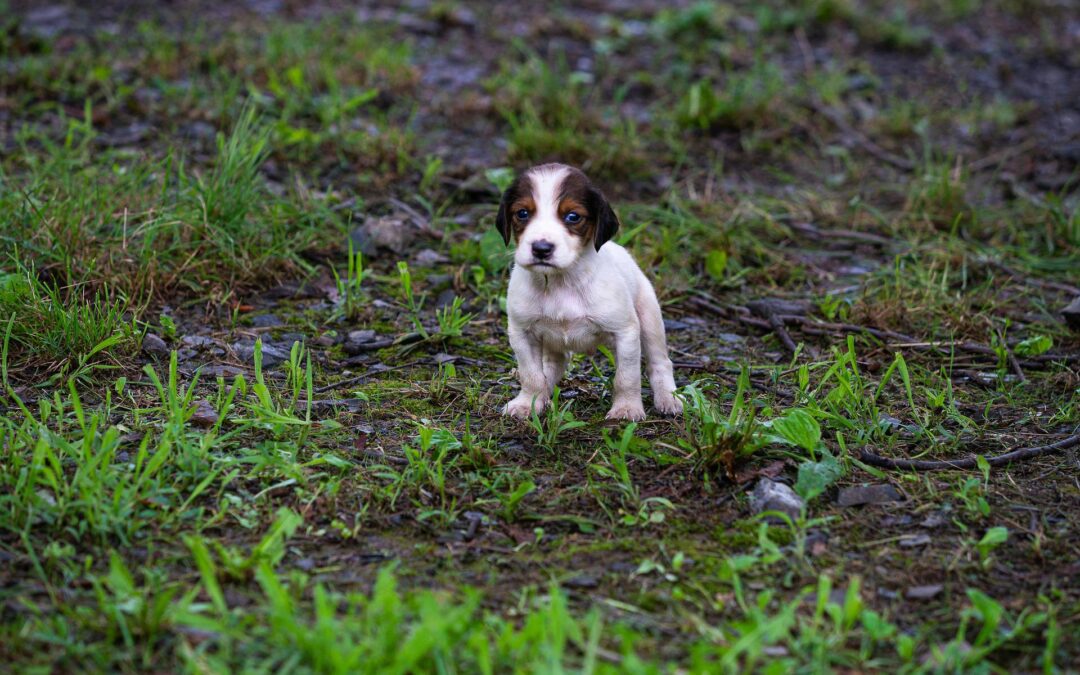 S. Giuliano del Sannio (CB) – Cuccioli uccisi
