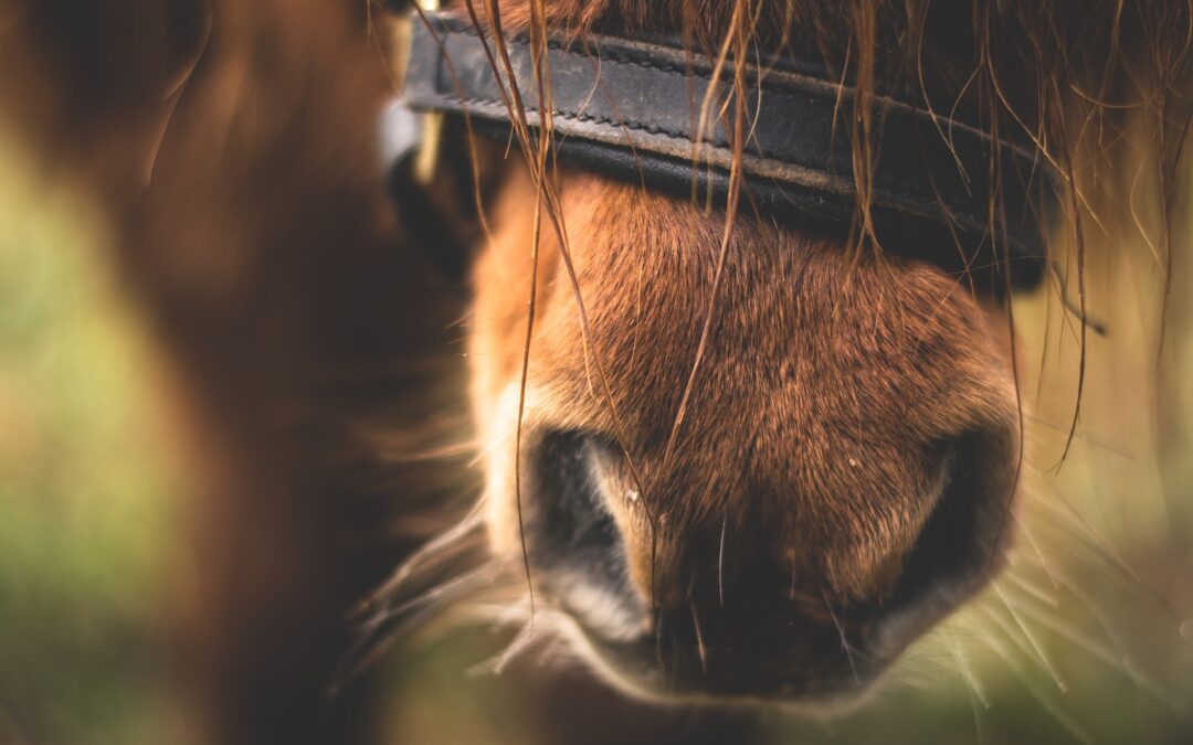 Cavalca un piccolo pony in giro per tutta Roma