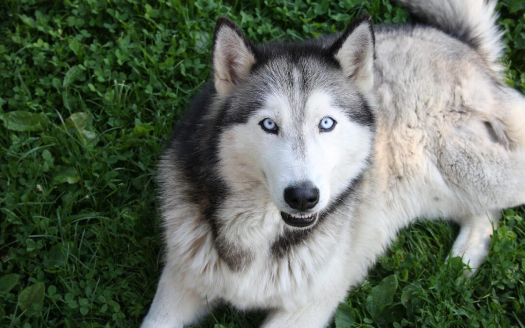 Brugine (PD) – Husky trascinato da auto. LNDC denuncia