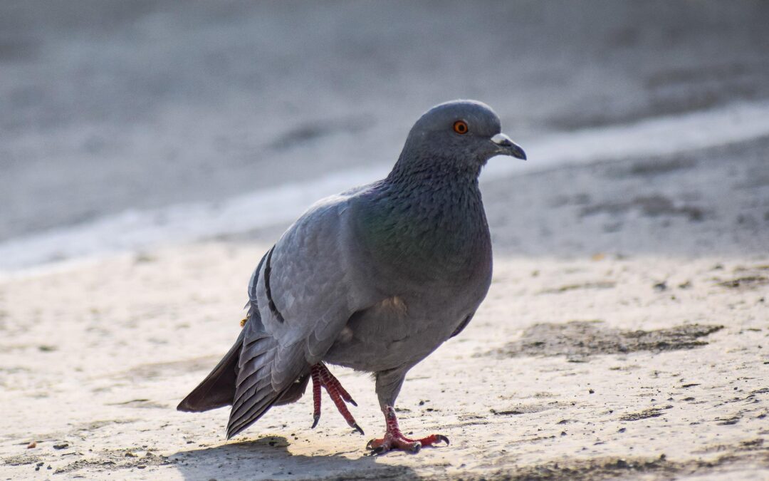 Livorno – Piccione usato come bersaglio per freccette