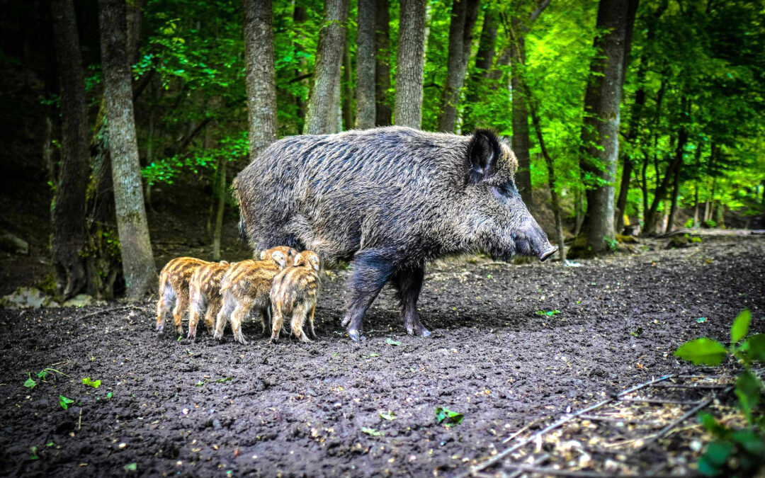 Roma – Regione considera abbattimento cinghiali