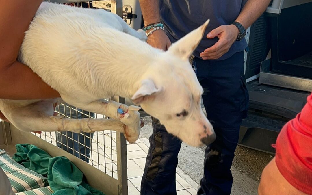 Roma – King ha rischiato di morire al canile Muratella. LNDC Animal Protection denuncia