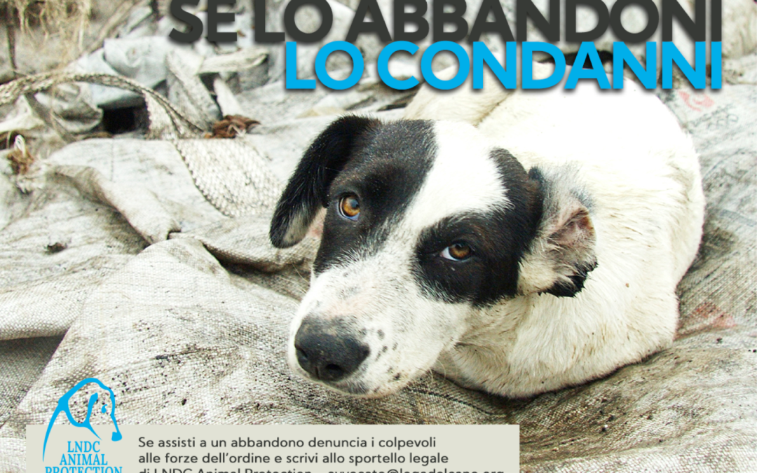 Abbandono – LNDC continua a battersi contro questo reato ancora dilagante