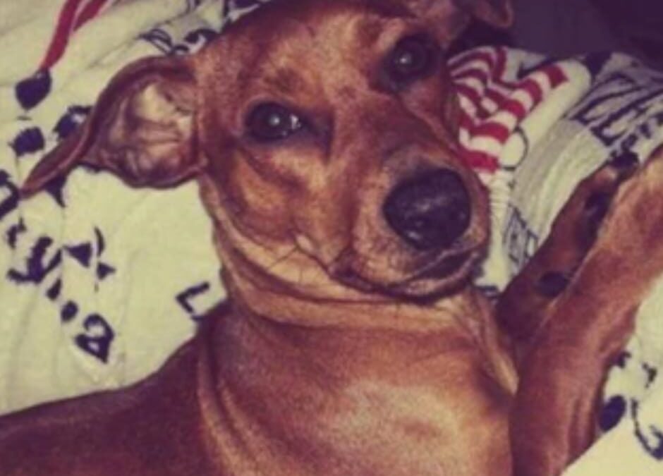 Pescia (PT) – Condannato l’assassino di Pilù. LNDC Animal Protection insoddisfatta