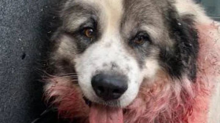 Sovicille (SI) – Baldo ucciso senza motivo. LNDC denuncia