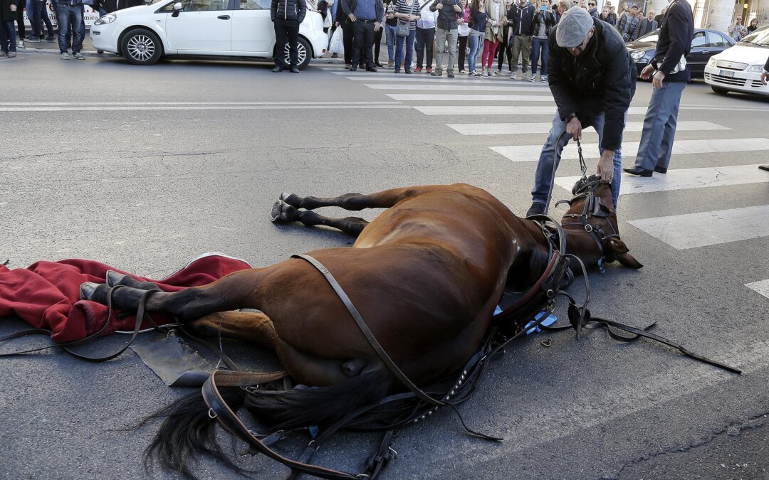 Roma – Nuova struttura per vetturini e botticelle