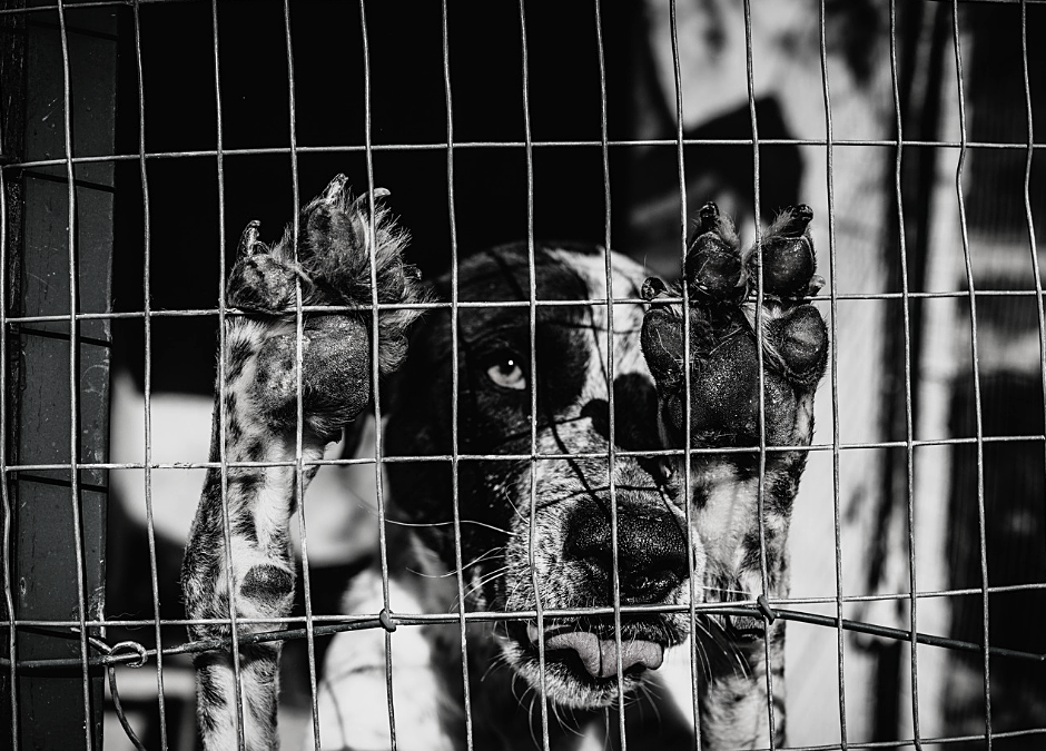 Livorno – Canile abusivo di cacciatori. LNDC denuncia e chiede controlli