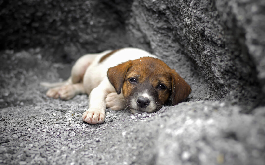 Cucciolate abbandonate nel centro-nord. LNDC denuncia